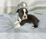 Small Photo #2 Faux Frenchbo Bulldog Puppy For Sale in KIMBERLIN HEIGHTS, TN, USA
