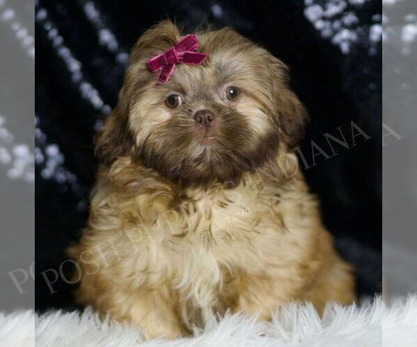 Medium Photo #1 Shih Tzu Puppy For Sale in WARSAW, IN, USA
