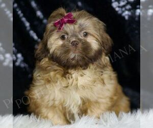 Shih Tzu Puppy for sale in WARSAW, IN, USA