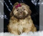 Small Shih Tzu