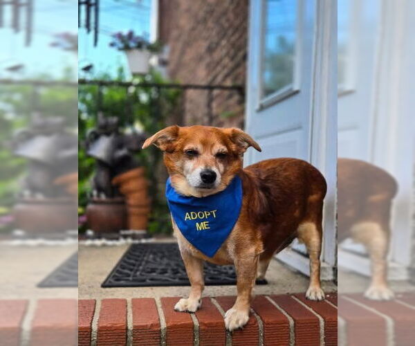 Medium Photo #7 Chihuahua-Unknown Mix Puppy For Sale in Sayreville, NJ, NJ, USA
