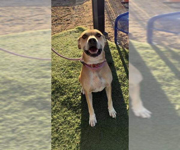 Medium Photo #1 Labrador Retriever-Unknown Mix Puppy For Sale in HESPERIA, CA, USA