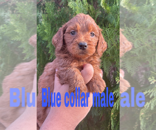 Medium Photo #3 Goldendoodle (Miniature) Puppy For Sale in BAKERSFIELD, CA, USA