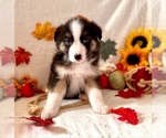 Small Photo #1 Miniature Australian Shepherd Puppy For Sale in BOUSE, AZ, USA
