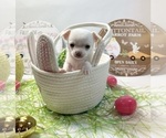 Puppy AKC Sugar Chihuahua