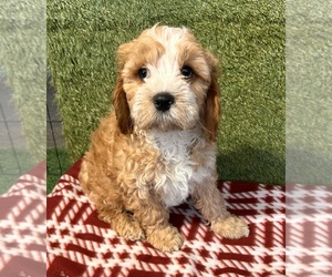 Cavapoo (Miniature) Puppy for sale in MIDDLEBURY, IN, USA