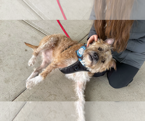 Medium Photo #7 Mutt Puppy For Sale in Silver Spring, MD, USA