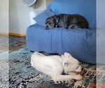 Small #3 Great Pyrenees Mix