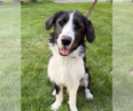 Hammy - Male Mutt Dog for Adoption - Small photo