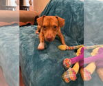 Small #3 Basset Hound Mix