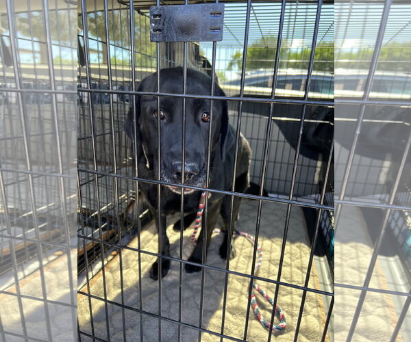 Medium Photo #3 Labrador Retriever-Unknown Mix Puppy For Sale in San Diego, CA, USA