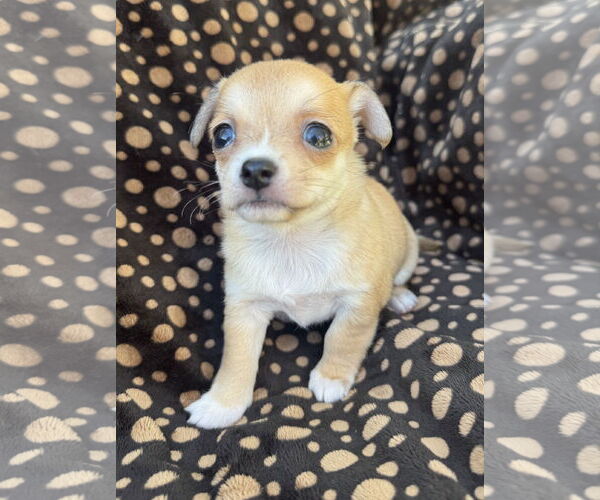 Medium Photo #2 Poodle (Miniature)-Unknown Mix Puppy For Sale in Marina Del Rey, CA, USA