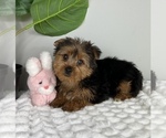 Small #4 Yorkshire Terrier