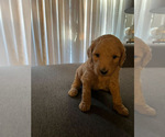 Small Photo #7 Goldendoodle Puppy For Sale in CEDAR HILL, TX, USA