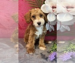 Small #2 Poodle (Miniature)