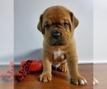 Small Photo #2 Dogue de Bordeaux Puppy For Sale in ROYAL PALM BEACH, FL, USA