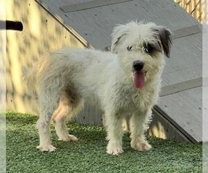 Parson Russell Terrier-Poodle (Miniature) Mix Dogs for adoption in Norco, CA, USA