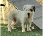 Small Parson Russell Terrier-Poodle (Miniature) Mix