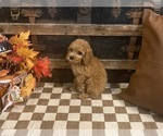 Small #1 Cavapoo (Miniature)