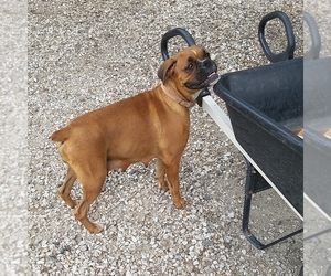 Mother of the Boxer puppies born on 06/12/2025