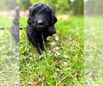 Puppy 5 Double Doodle