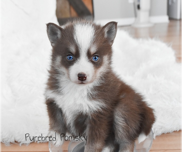 Medium Photo #2 Pomsky Puppy For Sale in KANSAS CITY, MO, USA