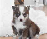 Small #1 Pomsky