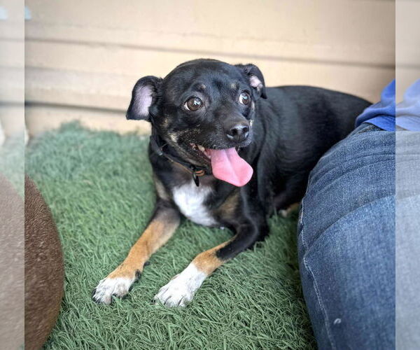 Medium Photo #3 Chipin Puppy For Sale in phoenix, AZ, USA