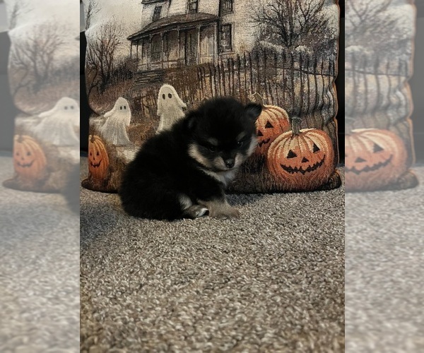 Medium Photo #1 Pomeranian Puppy For Sale in CAVE CREEK, AZ, USA