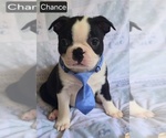 Small #2 Boston Terrier