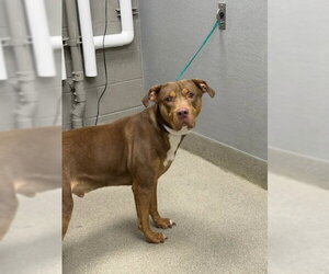 Mutt Dogs for adoption in Las Vegas, NV, USA