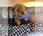 Small #21 Shorkie Tzu