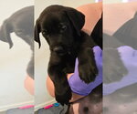 Small #5 Great Dane-Labrador Retriever Mix