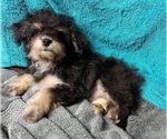 Small Photo #17 Yo-Chon Puppy For Sale in HAMPTON, VA, USA