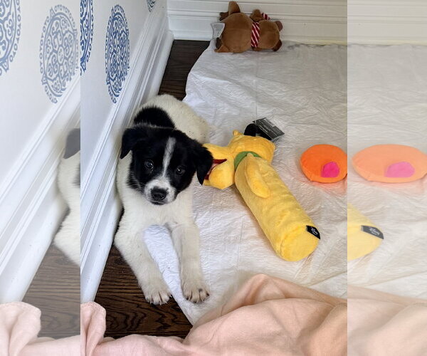 Medium Photo #4 Mutt Puppy For Sale in Plainfield, IL, USA