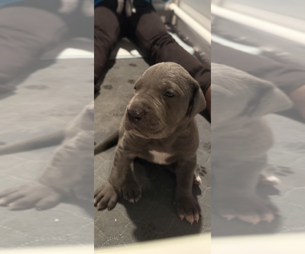 Medium Photo #3 Great Dane Puppy For Sale in GASTONIA, NC, USA