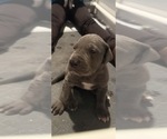 Small Photo #20 Great Dane Puppy For Sale in GASTONIA, NC, USA