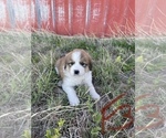 Small Photo #6 Great Bernese Puppy For Sale in BOOKER, TX, USA