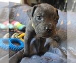 Small #2 Cane Corso