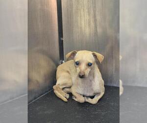 Chihuahua-Unknown Mix Dogs for adoption in San Antonio, TX, USA
