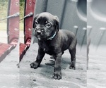 Small Photo #11 Cane Corso Puppy For Sale in SAINT JOSEPH, MO, USA
