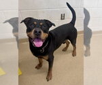 Small Rottweiler