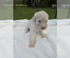 Goldendoodle Puppy for sale in HUDSON, FL, USA