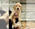 Puppy Green Golden Retriever