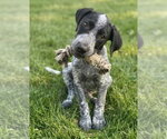 Small #1 Border Collie-German Shorthaired Pointer Mix