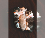 Small Photo #3 Pembroke Welsh Corgi Puppy For Sale in SOULSBYVILLE, CA, USA