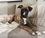 Small #5 German Shepherd Dog Mix