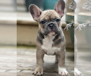 French Bulldog Puppy for sale in CHARLOTTE, NC, USA