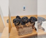 Small Photo #4 Rottweiler Puppy For Sale in RACINE, WI, USA