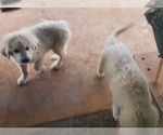 Small Photo #4 Anatolian Shepherd-Great Pyrenees Mix Puppy For Sale in AGRA, OK, USA